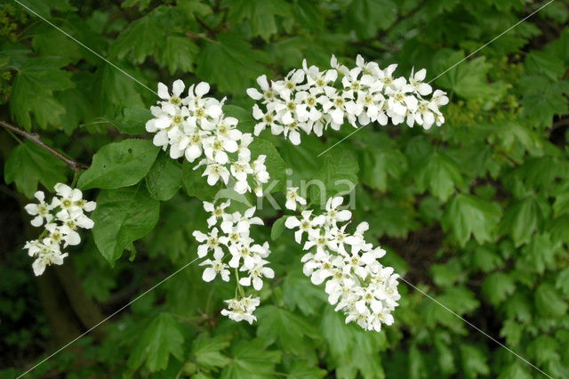 Gewone vogelkers (Prunus padus)