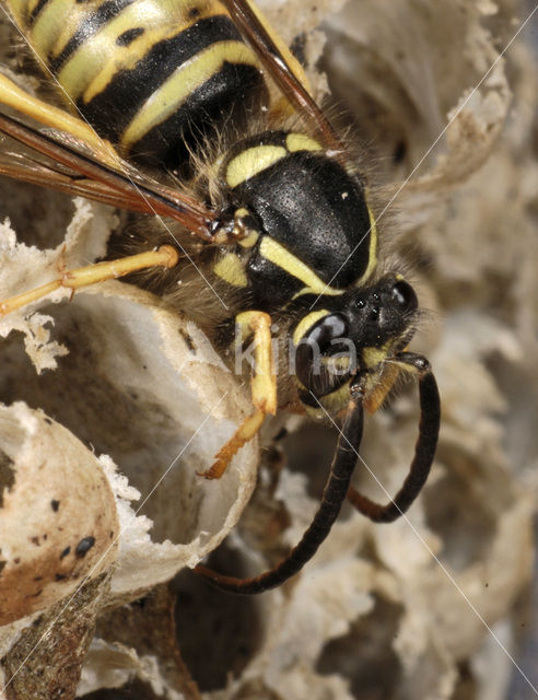 Gewone wesp (Vespula vulgaris)