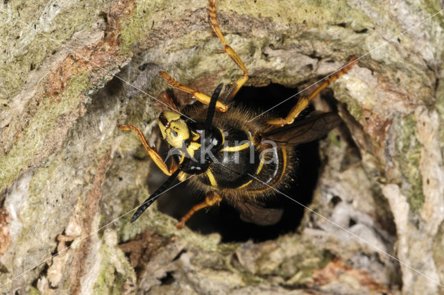 Gewone wesp (Vespula vulgaris)