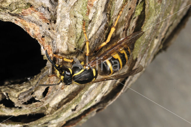 common wasp (Vespula vulgaris)