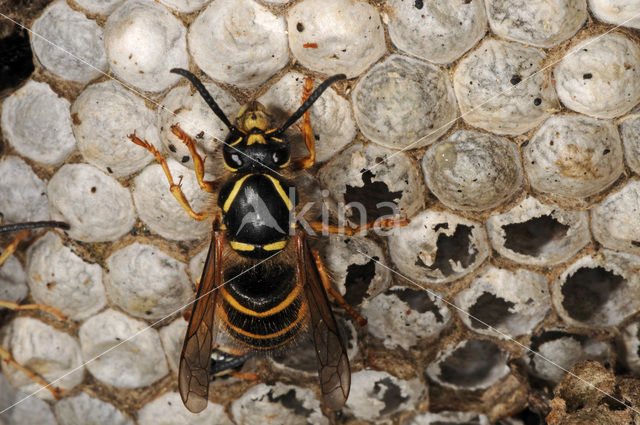 Gewone wesp (Vespula vulgaris)