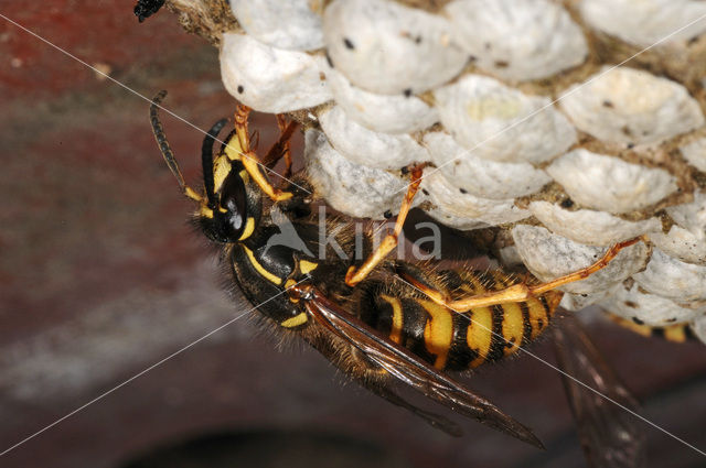 common wasp (Vespula vulgaris)