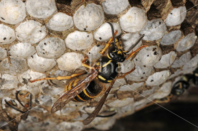 Gewone wesp (Vespula vulgaris)