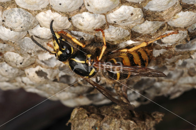 common wasp (Vespula vulgaris)