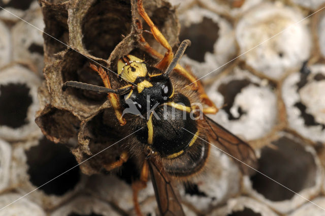 Gewone wesp (Vespula vulgaris)