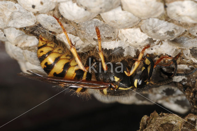 Gewone wesp (Vespula vulgaris)