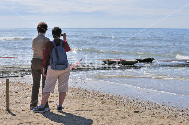 Common Seal (Phoca vitulina)