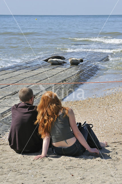 Common Seal (Phoca vitulina)