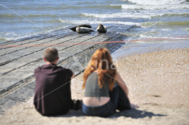 Gewone zeehond (Phoca vitulina)