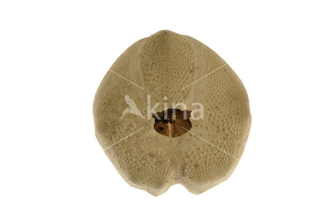 Common heart urchin (Echinocardium cordatum)