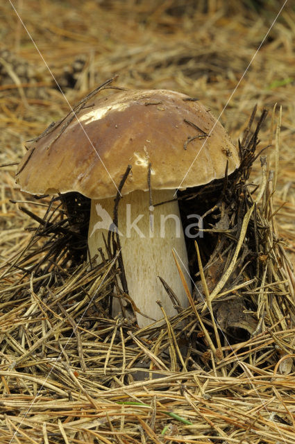 Gewoon eekhoorntjesbrood (Boletus edulis)