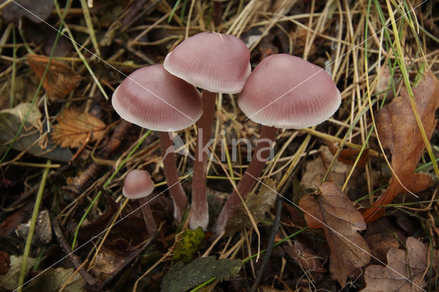 Lilac bonnet (Mycena pura)