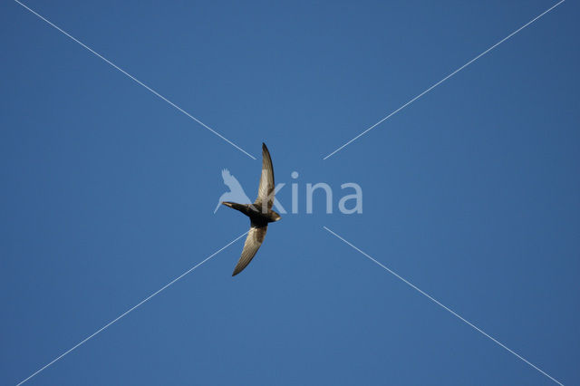 Gierzwaluw (Apus apus)