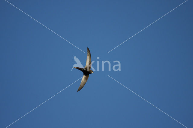 Swift (Apus apus)