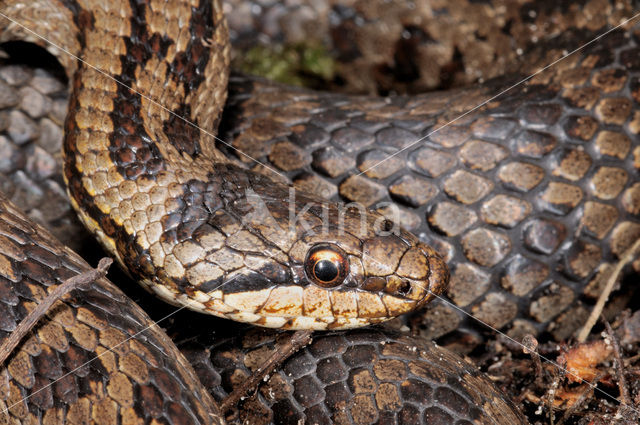 Smooth Snake (Coronella austriaca)