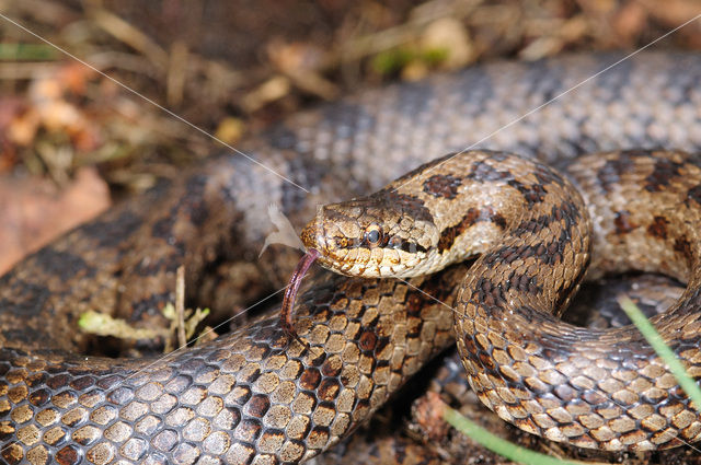 Gladde slang (Coronella austriaca)