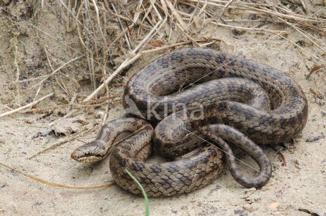 Smooth Snake (Coronella austriaca)