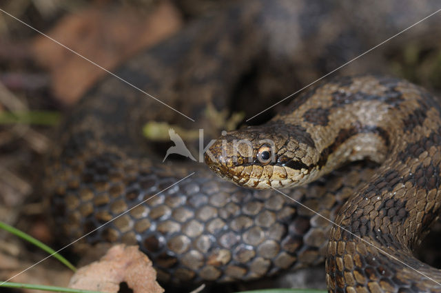 Gladde slang (Coronella austriaca)