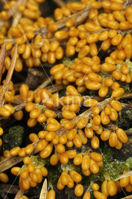 Glanzend druivenpitje (Leocarpus fragilis)