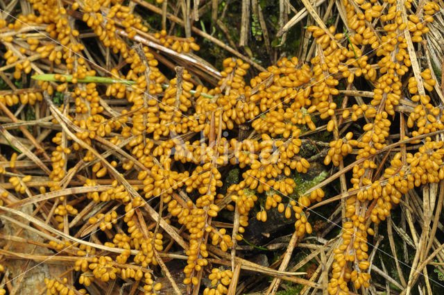 Glanzend druivenpitje (Leocarpus fragilis)