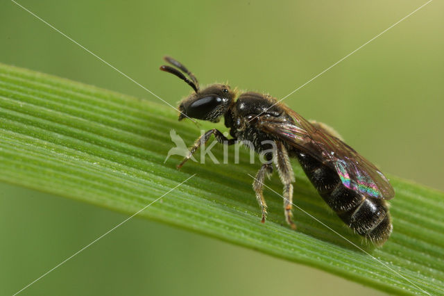 Glanzende groefbij (Lasioglossum lucidulum)