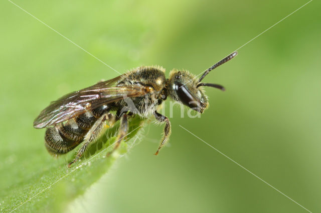 Lasioglossum nitidulum