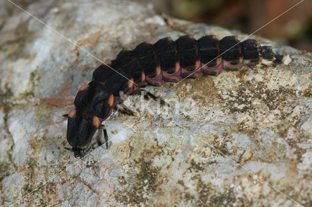 Glow worm (Lampyris noctiluca)