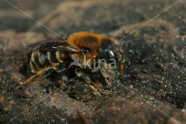 Gouden slakkenhuisbij (Osmia aurulenta)