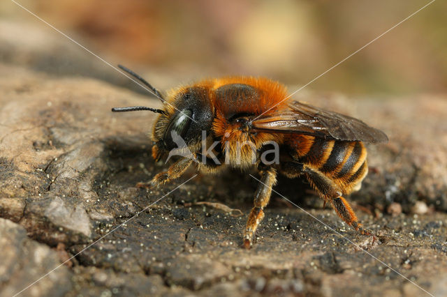 Gouden slakkenhuisbij (Osmia aurulenta)