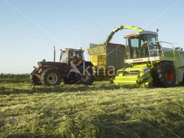 Gras