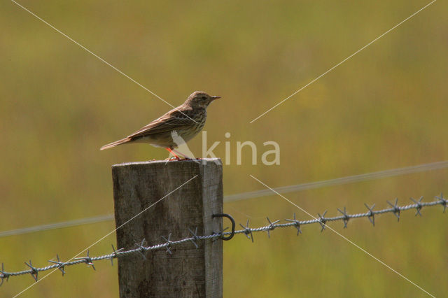 Graspieper (Anthus pratensis)