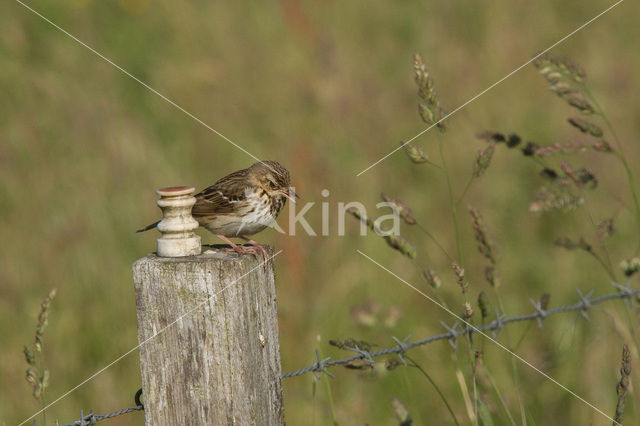 Meadow Pipit (Anthus pratensis)