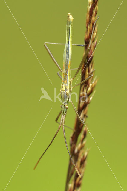 Graswants (Stenodema laevigatum)