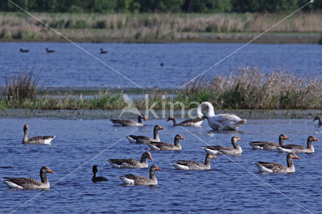 Grey Lag-Goose (Anser anser)