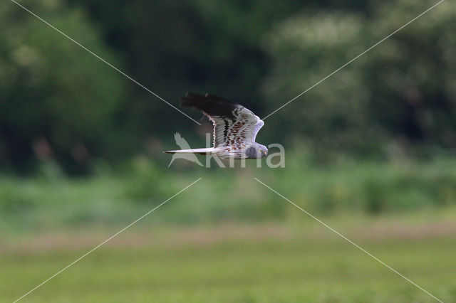 Montagu’s Harrier (Circus pygargus)