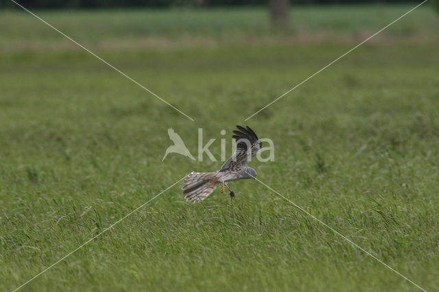 Montagu’s Harrier (Circus pygargus)