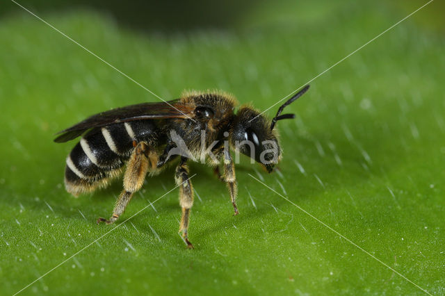 Groefbij (Halictus sp.)