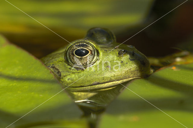 green frog (Rana esculenta