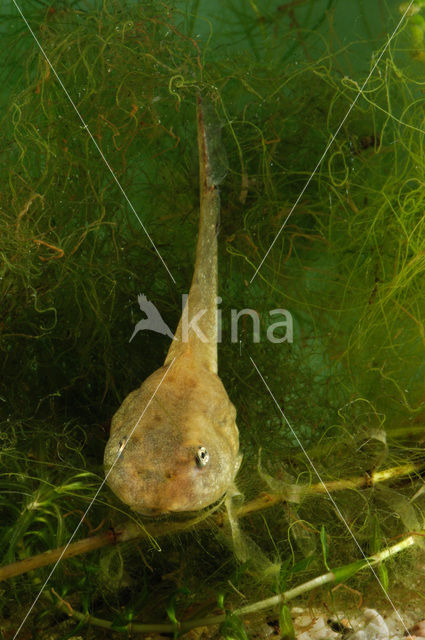 Groene kikker (Rana esculenta)