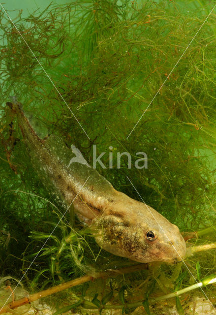 Groene kikker (Rana esculenta)