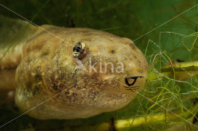 Groene kikker (Rana esculenta)