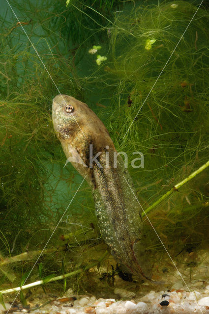 Groene kikker (Rana esculenta)