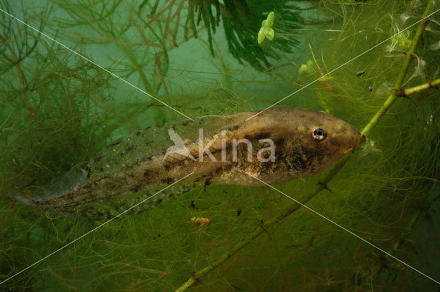 edible frog (Rana esculenta)