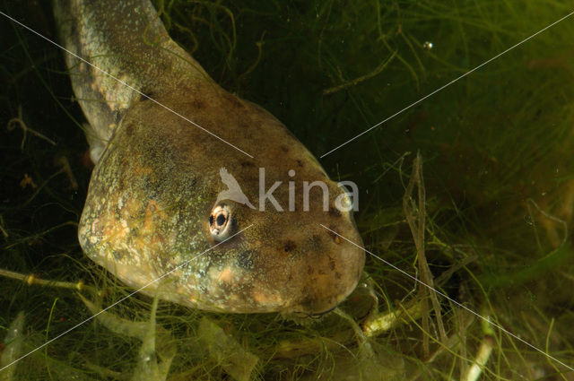 Groene kikker (Rana esculenta)