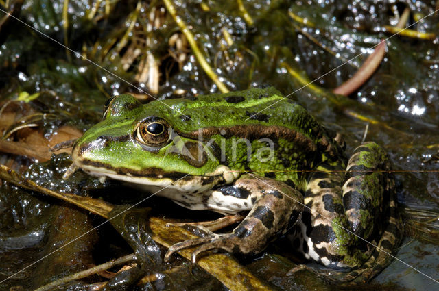 Groene kikker (Rana esculenta)