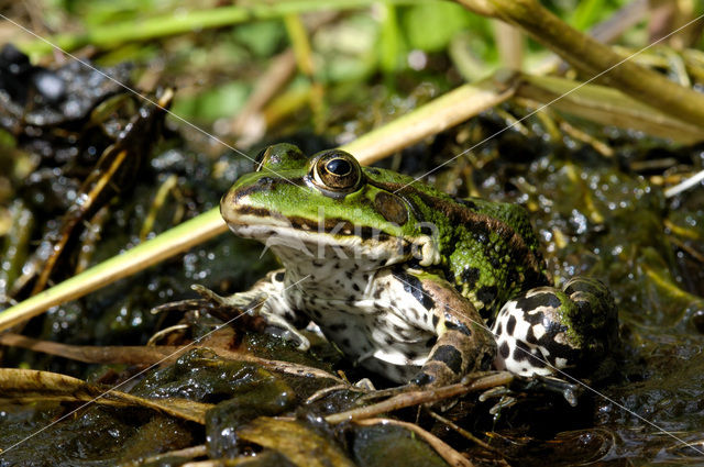 edible frog (Rana esculenta)