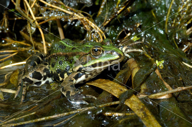 Groene kikker (Rana esculenta)