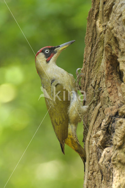 Eurasian Green Woodpecker (Picus viridis)