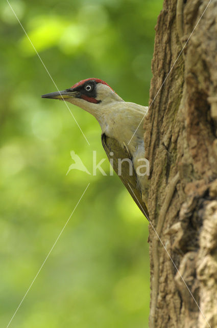 Eurasian Green Woodpecker (Picus viridis)