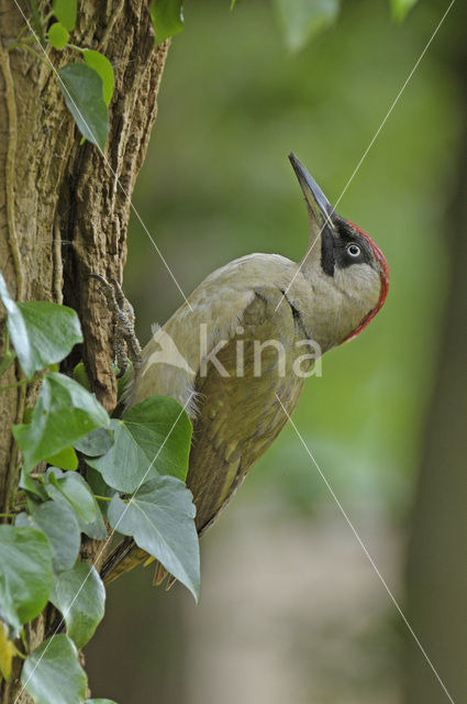Eurasian Green Woodpecker (Picus viridis)